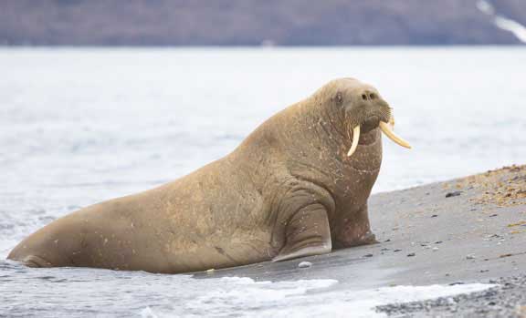 Walrus on beach eyeing us.