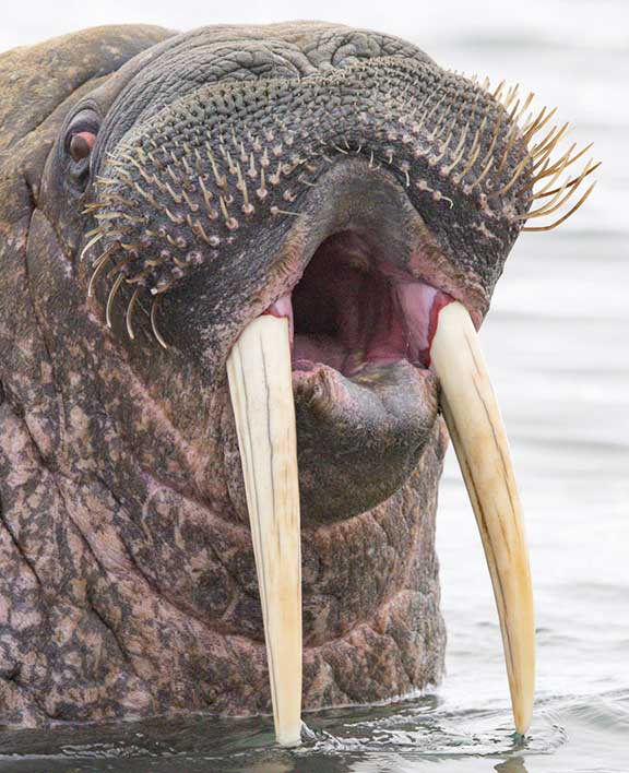 Close up of walrus tusks and mouth.