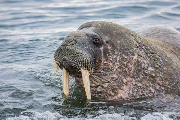 Walrus in water looking right at us.