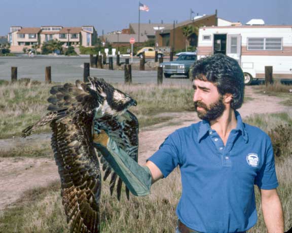An osprey being released by a technician at the Sun Surf Animal Hospital.