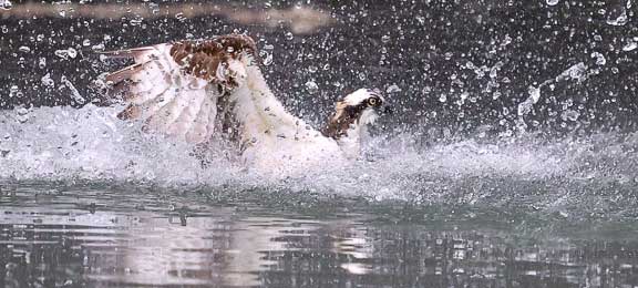Osprey coming out of the water after diving for a fish.