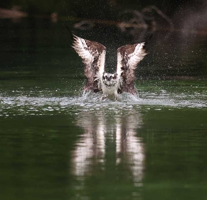 Osprey grabbing fish out of water at a pond.