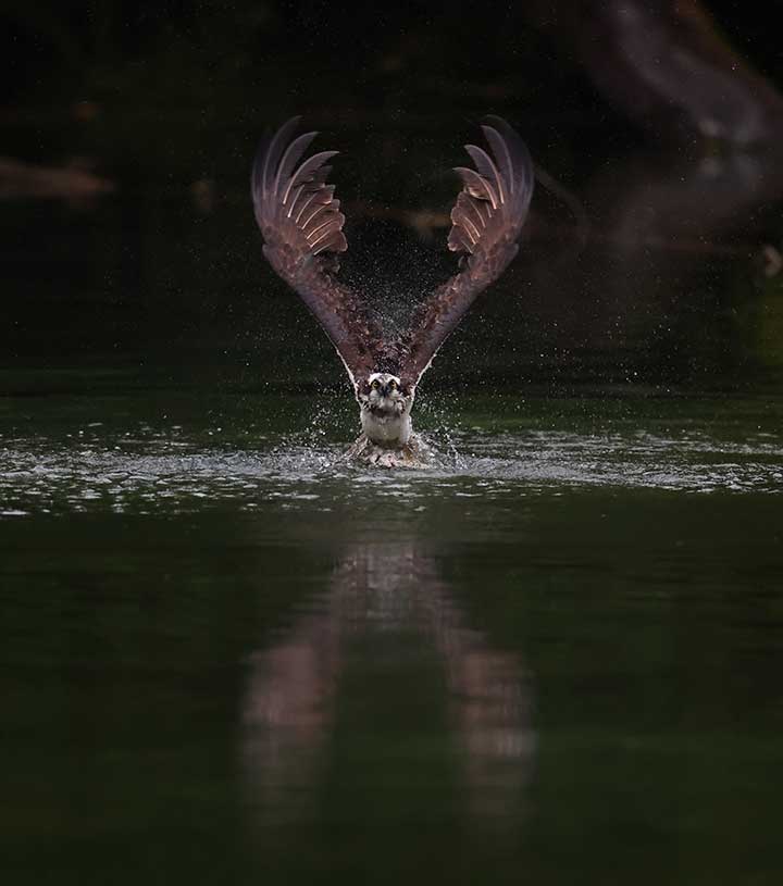 Osprey grabbing fish out of water at a pond.