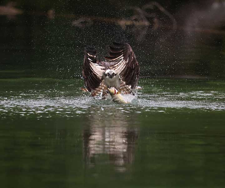 Osprey grabbing fish out of water at a pond.