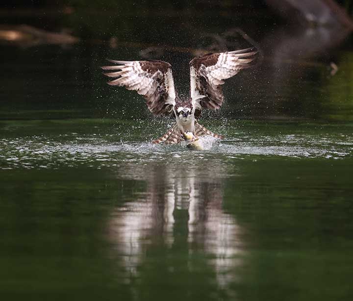 Osprey grabbing fish out of water at a pond.