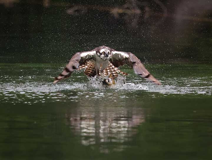 Osprey grabbing fish out of water at a pond.