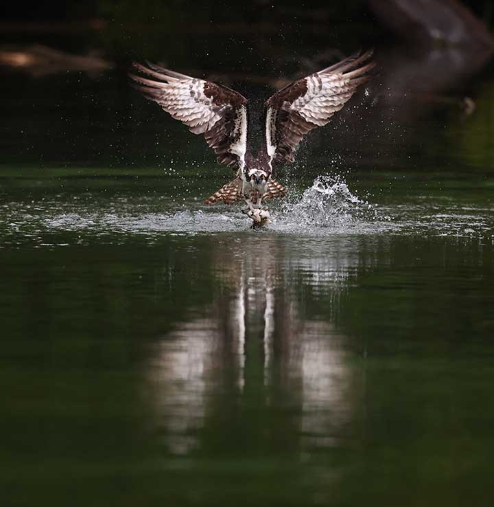 Osprey grabbing fish out of water at a pond.
