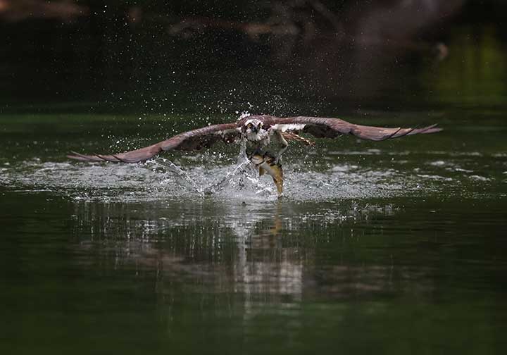 Osprey grabbing fish out of water at a pond.
