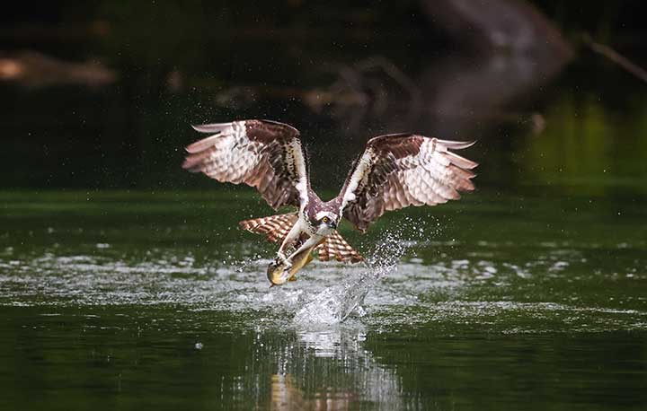 Osprey grabbing fish out of water at a pond.