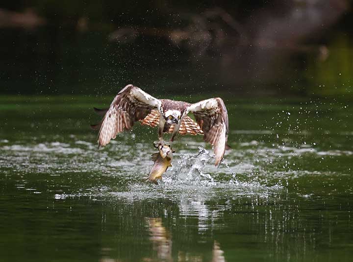Osprey grabbing fish out of water at a pond.