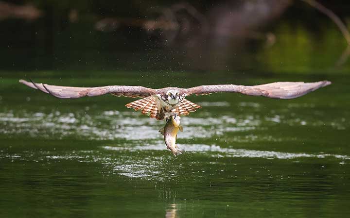 Osprey grabbing fish out of water at a pond.
