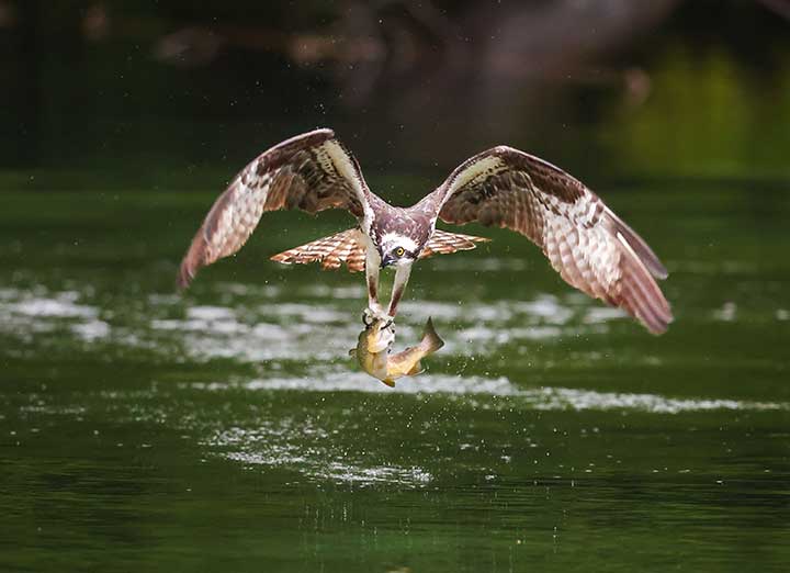 Osprey grabbing fish out of water at a pond.