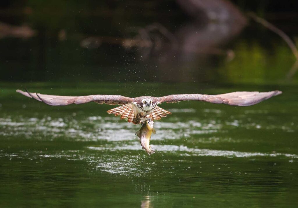 Osprey grabbing fish out of water at a pond.
