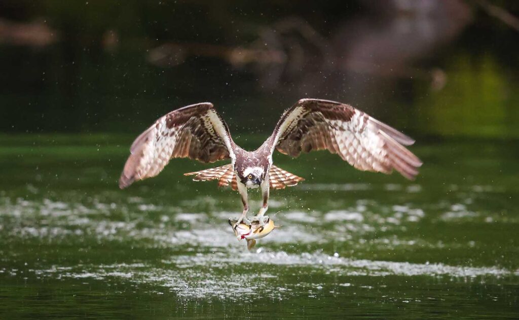 Osprey grabbing fish out of water at a pond.