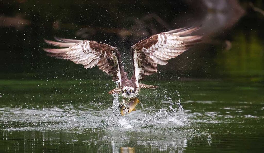 Osprey grabbing fish out of water at a pond.