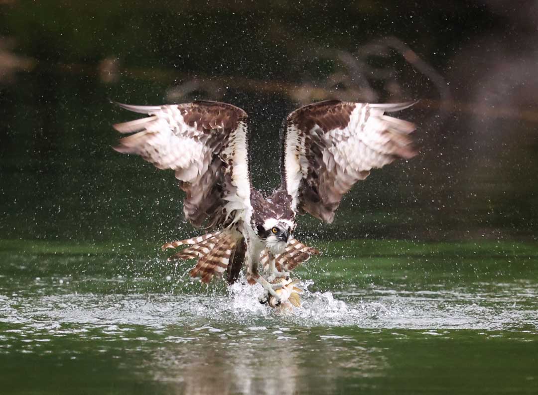 Osprey grabbing fish out of water at a pond.