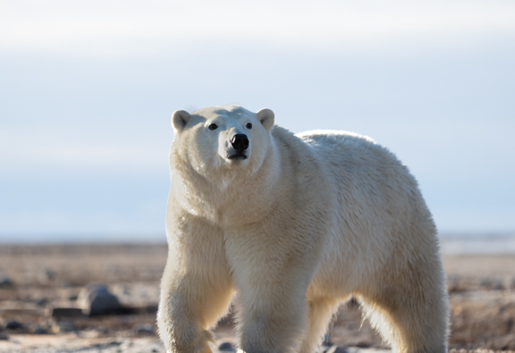 Polar bear looking at us