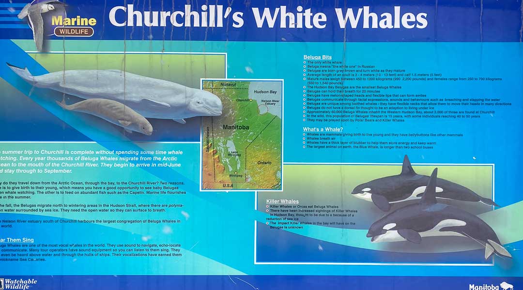 Churchill whale poster.