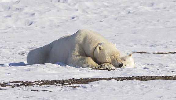 Sleeping female polar bear