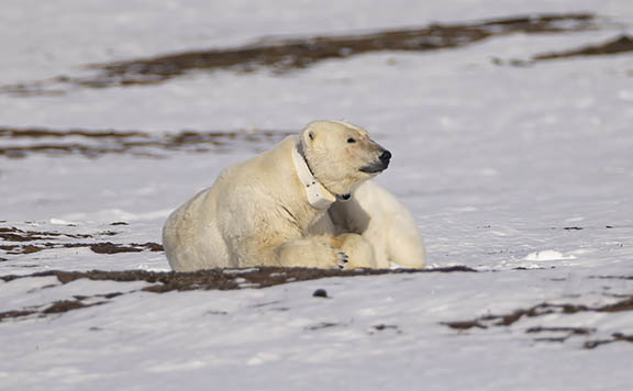 Alert female polar bear