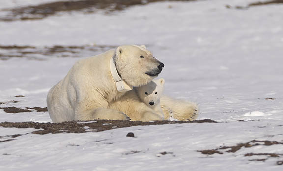 Polar bear with cub