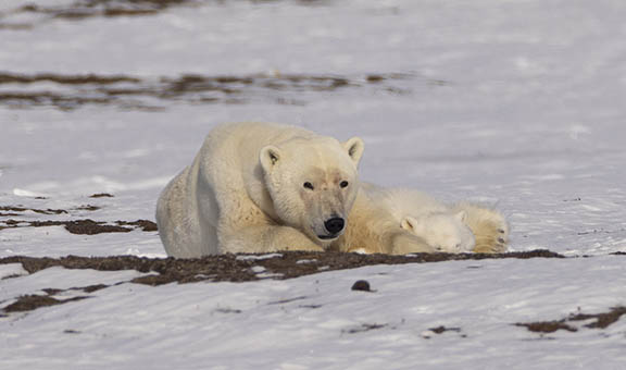 Svalbard polar bear female and cub