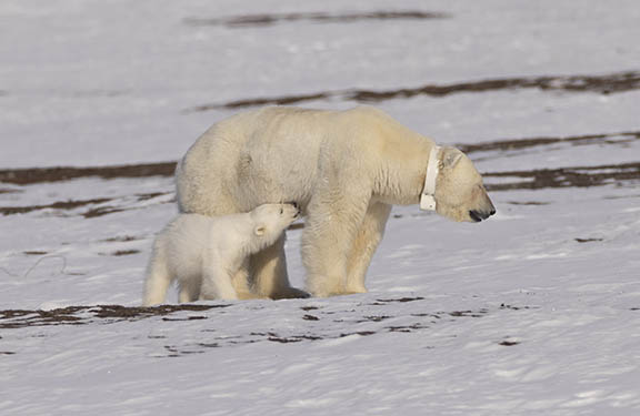 Polar bear with nursing cub