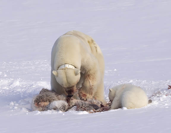 Polar bear with cub eating dead caribous