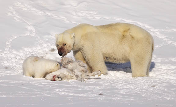 Polar bear with cub eating dead caribous