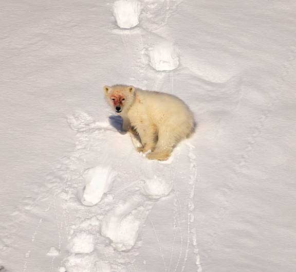 Polar bear cub following mother's footsteps in the snow
