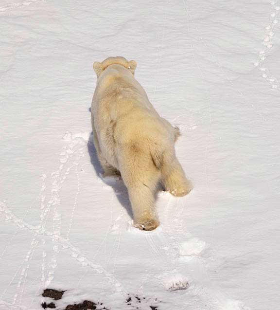 Polar bear female walking uphill
