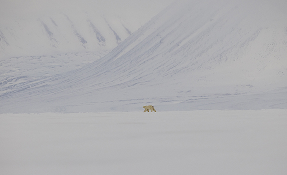 Polar bear in the distance