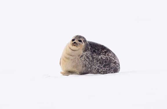 Seal on ice