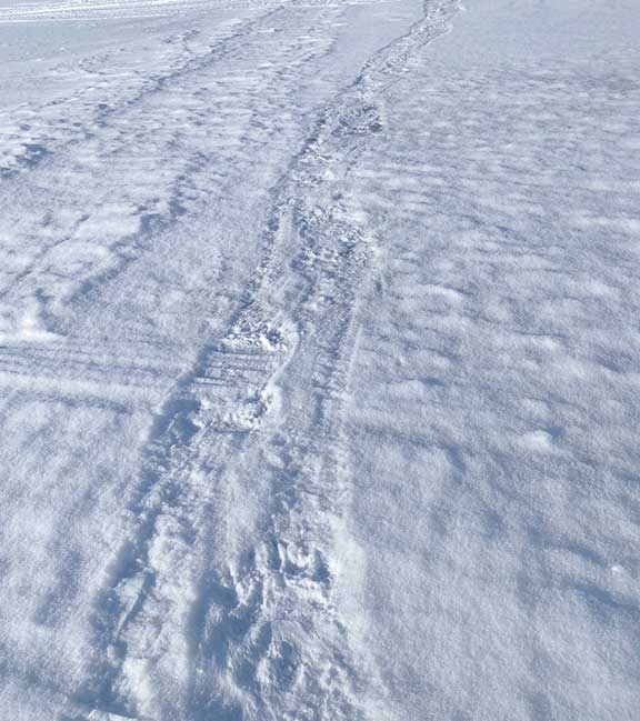 Polar bear tracks in the snow