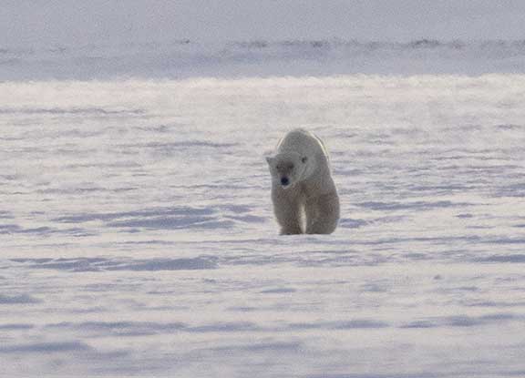 Polar bear walking on ice