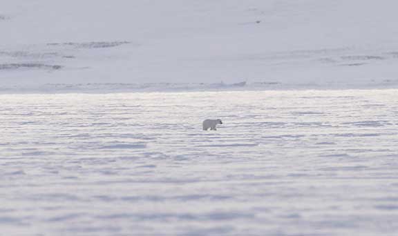 Polar bear cub following mother on frozen fjord