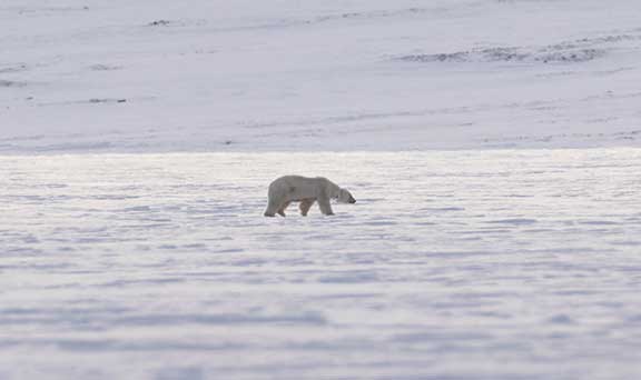 Polar bear walking on frozen fjord