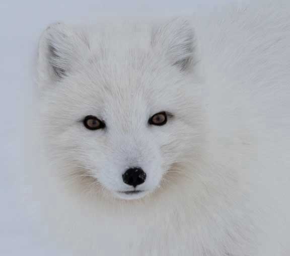 Arctic fox face close up