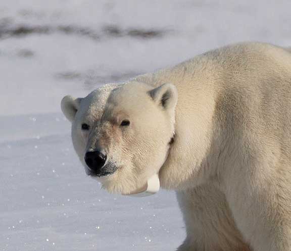 Close up of a collared polar bear