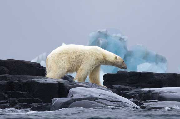 Polar bear entering the water
