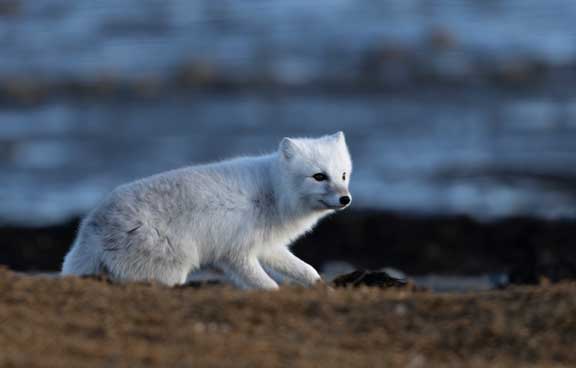 Arctic fox walking by camp.