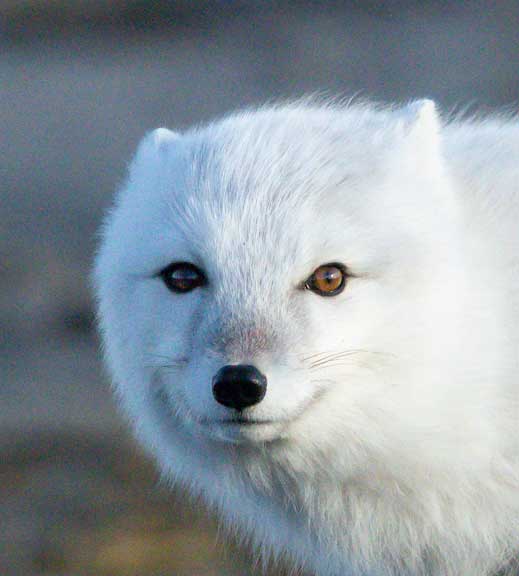 Arctic fox face looking right at us.