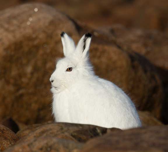Arctic hare looking at us.