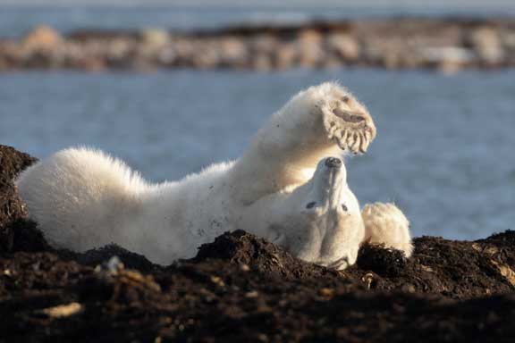 Polar bear laying on back along Hudson Bay.