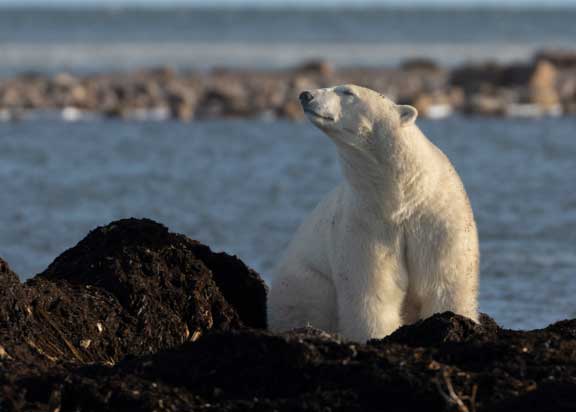 Polar bear looking at us.