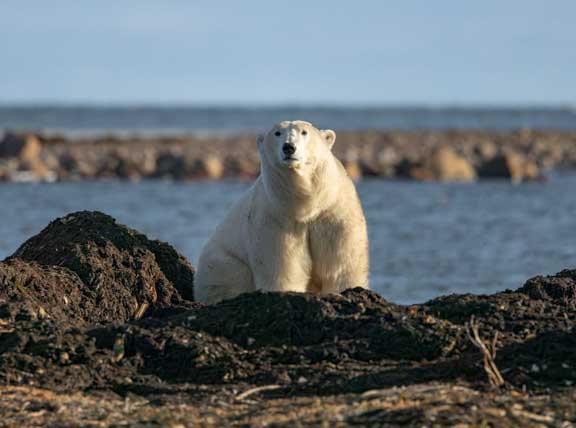 Polar bear looking at us.