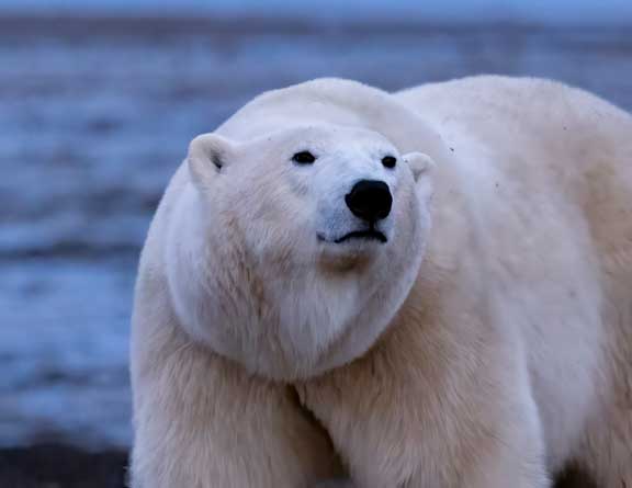 Polar bear up close and trying to detect our scent.