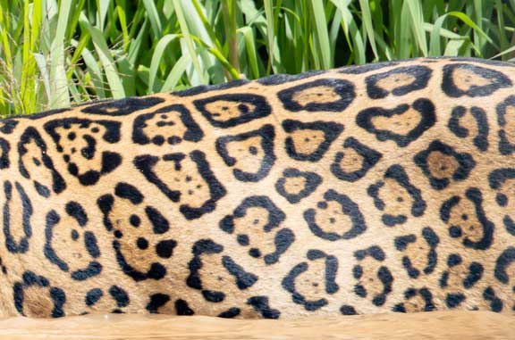 Rosettes on the hair coat of a jaguar.