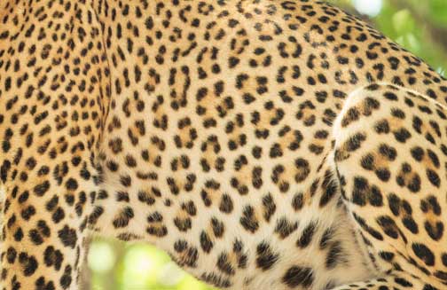 Rosettes on a leopard hair coat.