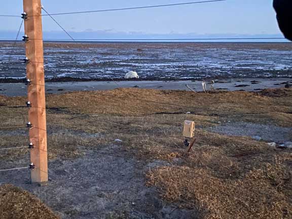 Polar bear resting on the edge of Hudson Bay.